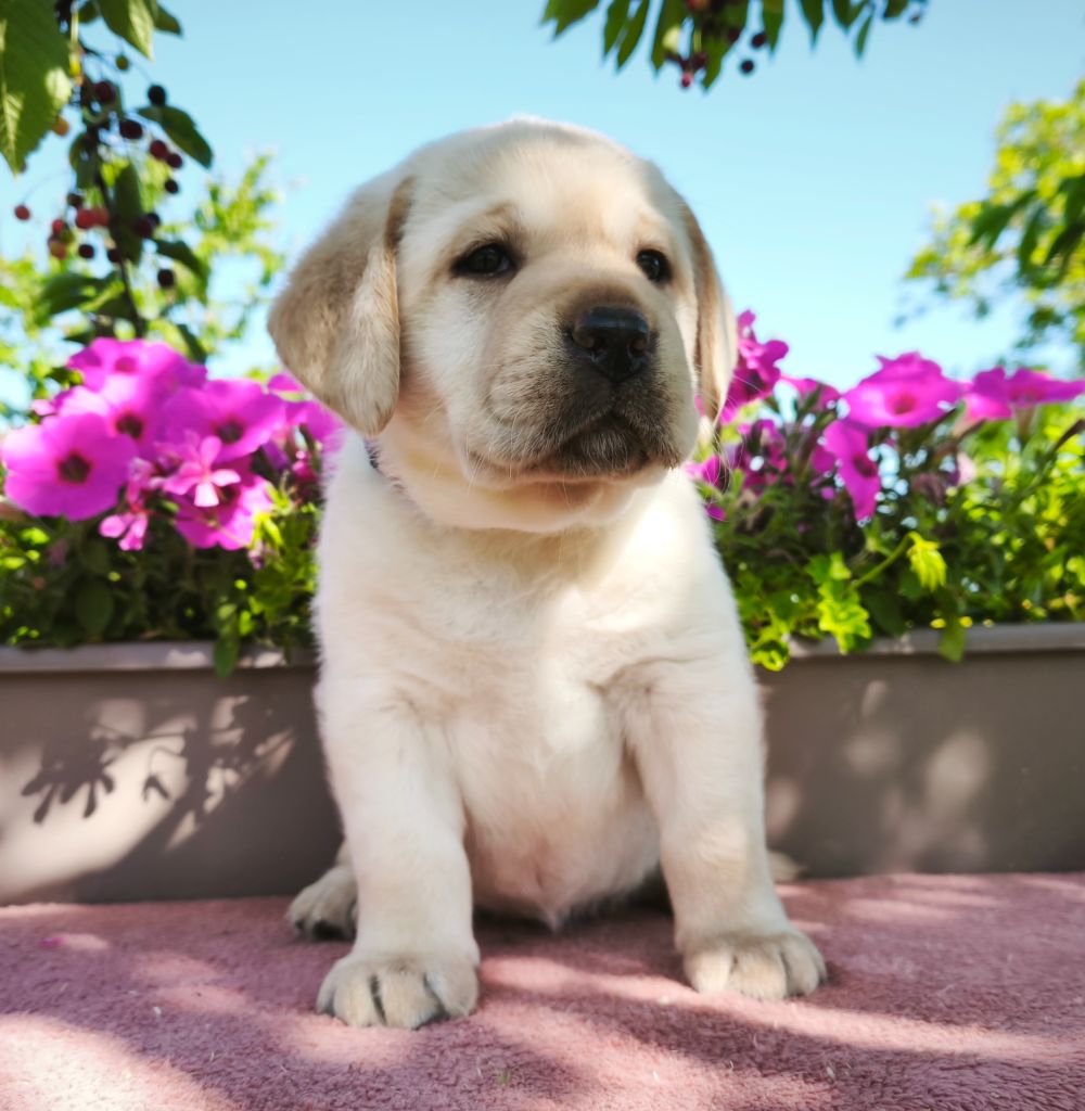 Du Royaume De Lecki - Chiots disponibles - Labrador Retriever