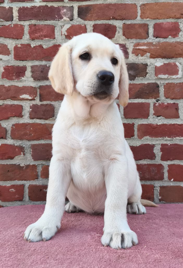 Du Royaume De Lecki - Chiots disponibles - Labrador Retriever
