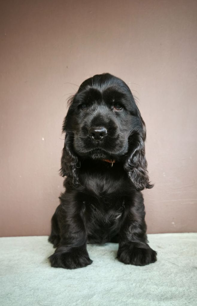 Du Royaume De Lecki - Chiots disponibles - Cocker Spaniel Anglais