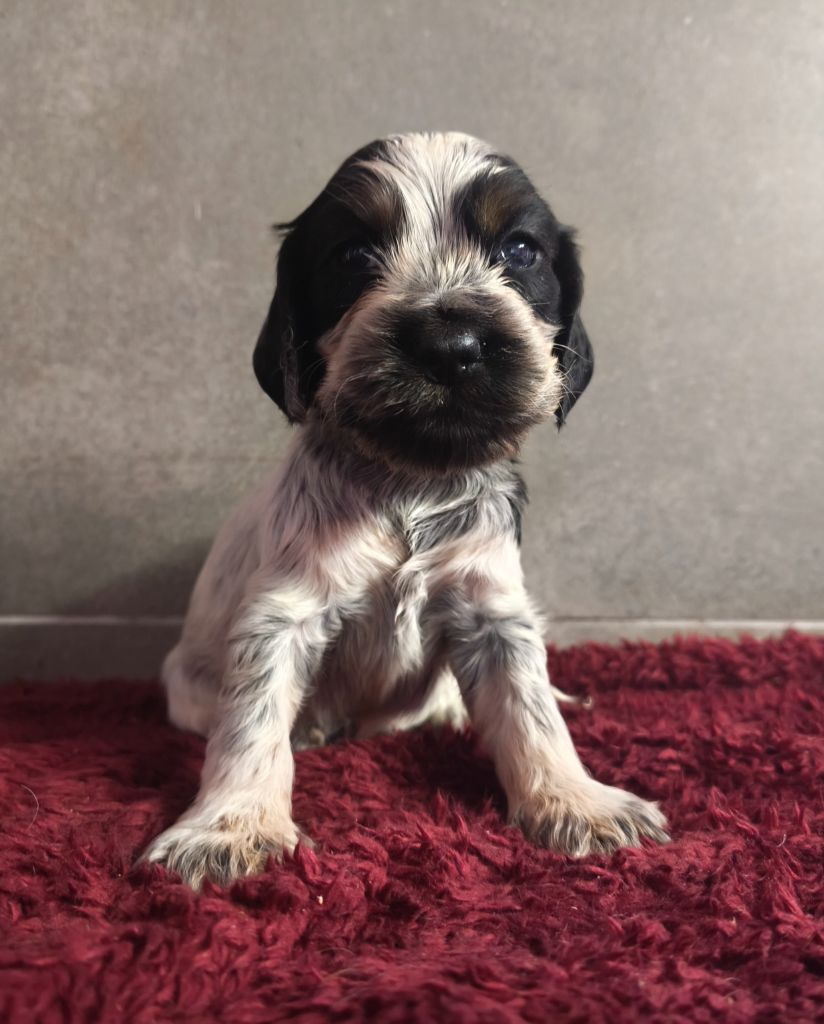 Du Royaume De Lecki - Chiots disponibles - Cocker Spaniel Anglais
