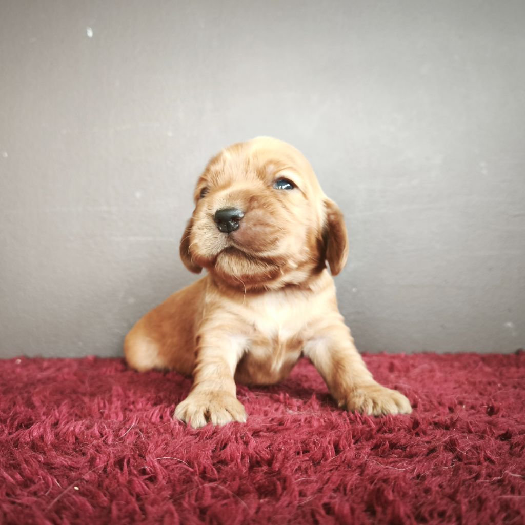 Du Royaume De Lecki - Chiots disponibles - Cocker Spaniel Anglais