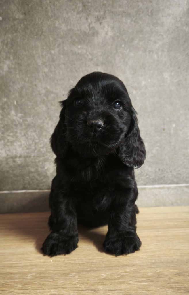 Du Royaume De Lecki - Chiots disponibles - Cocker Spaniel Anglais