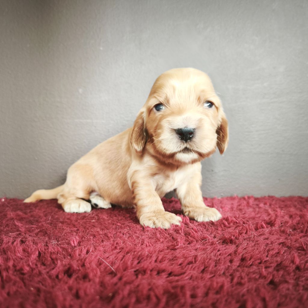 Du Royaume De Lecki - Chiots disponibles - Cocker Spaniel Anglais