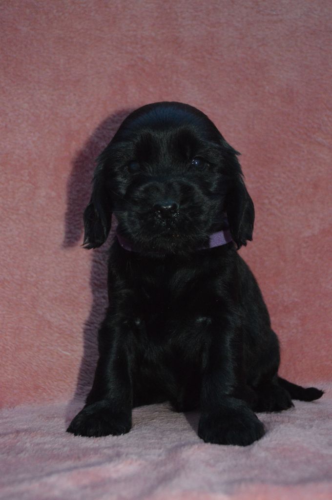 Du Royaume De Lecki - Cocker Spaniel Anglais - Portée née le 20/07/2023