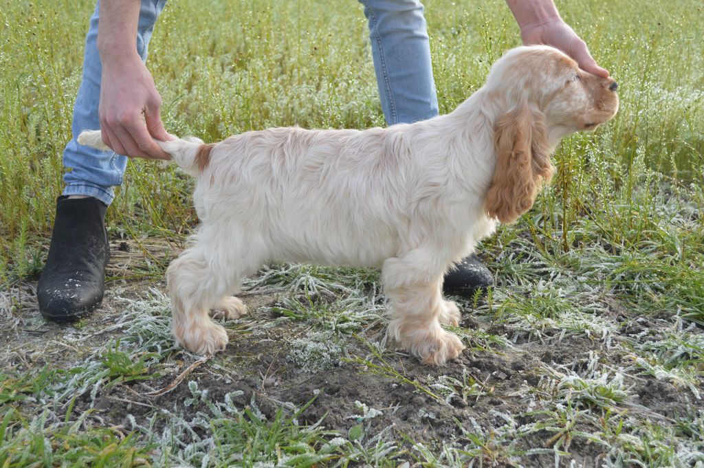 Du Royaume De Lecki - Cocker Spaniel Anglais - Portée née le 30/08/2020