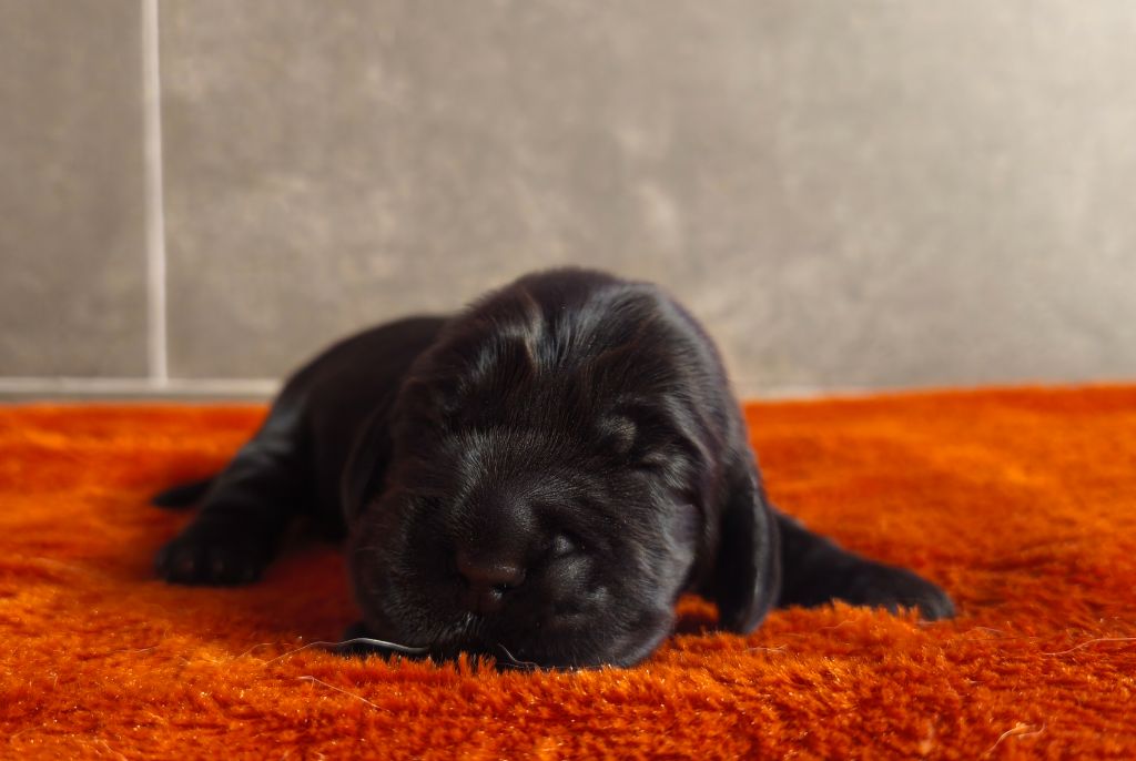 Du Royaume De Lecki - Chiots disponibles - Cocker Spaniel Anglais