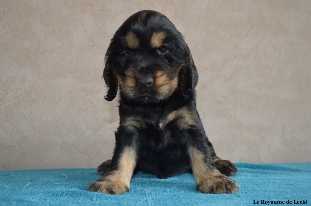 Du Royaume De Lecki - Cocker Spaniel Anglais - Portée née le 05/07/2019