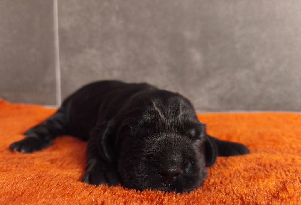 Du Royaume De Lecki - Chiots disponibles - Cocker Spaniel Anglais