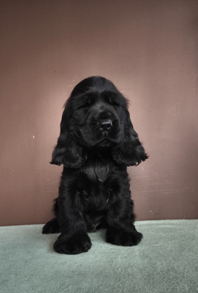 Du Royaume De Lecki - Chiots disponibles - Cocker Spaniel Anglais