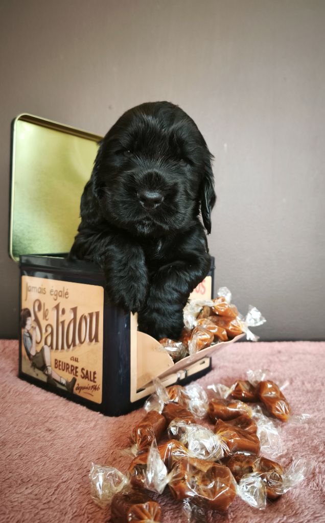 Du Royaume De Lecki - Chiots disponibles - Cocker Spaniel Anglais