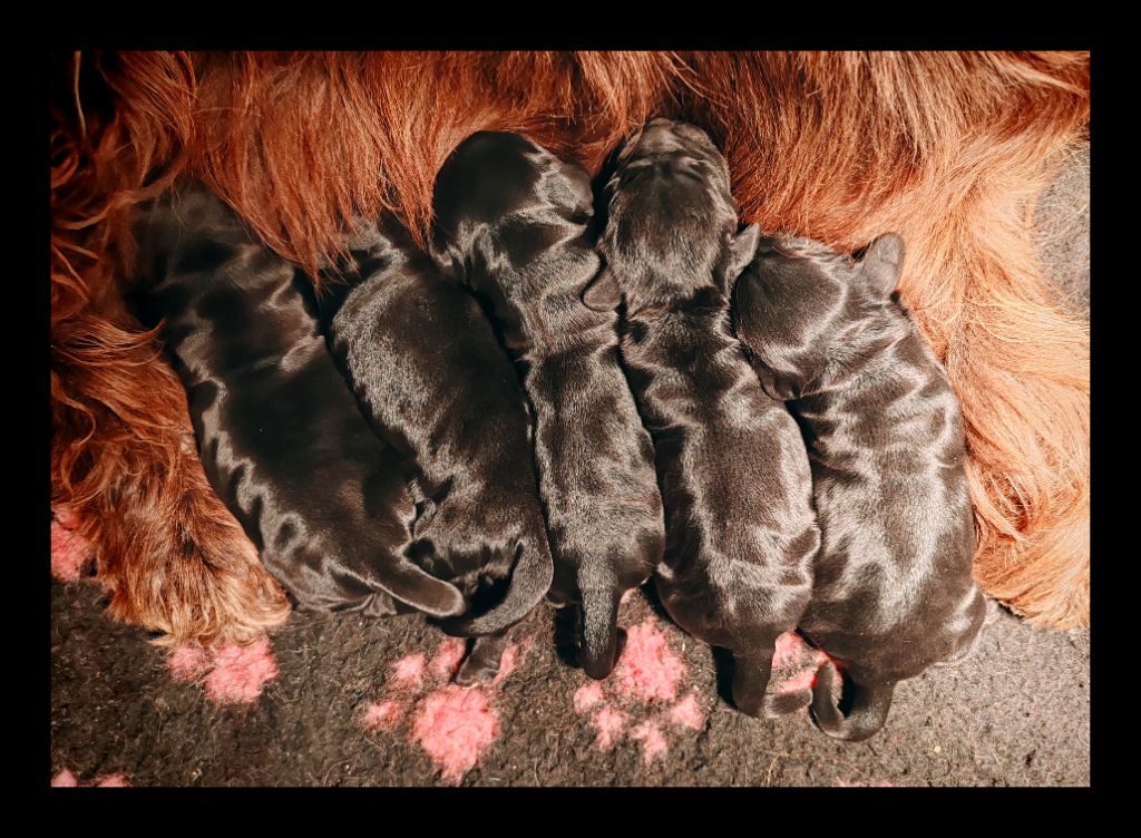 Du Royaume De Lecki - Cocker Spaniel Anglais - Portée née le 17/03/2024