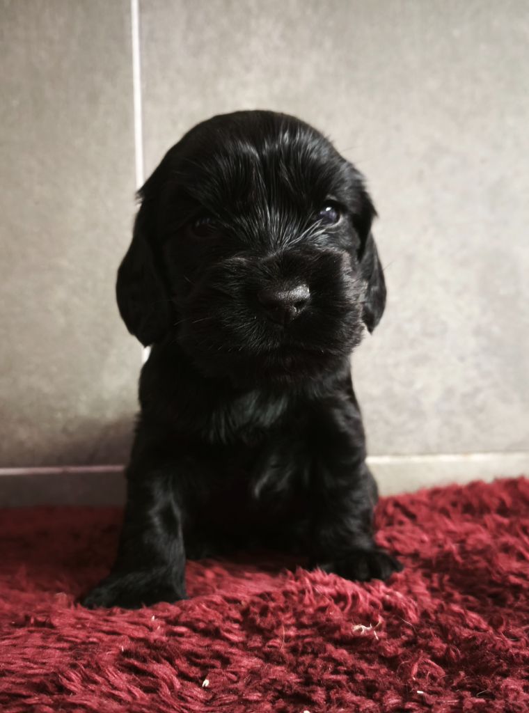 Du Royaume De Lecki - Chiots disponibles - Cocker Spaniel Anglais