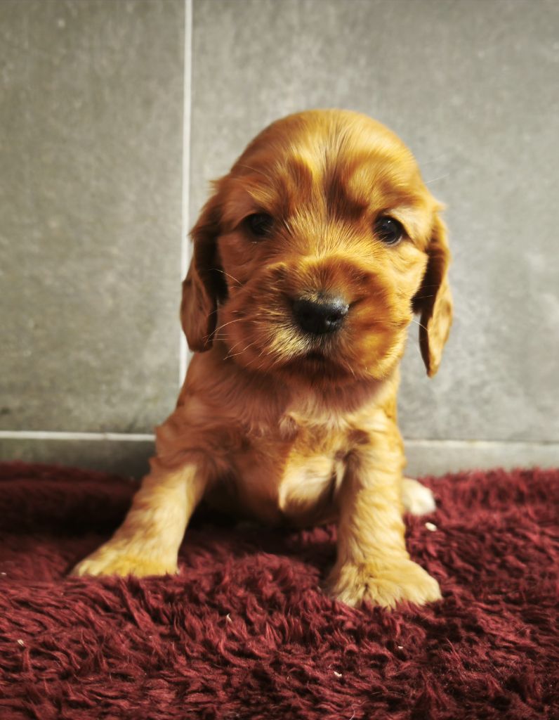 Du Royaume De Lecki - Chiots disponibles - Cocker Spaniel Anglais