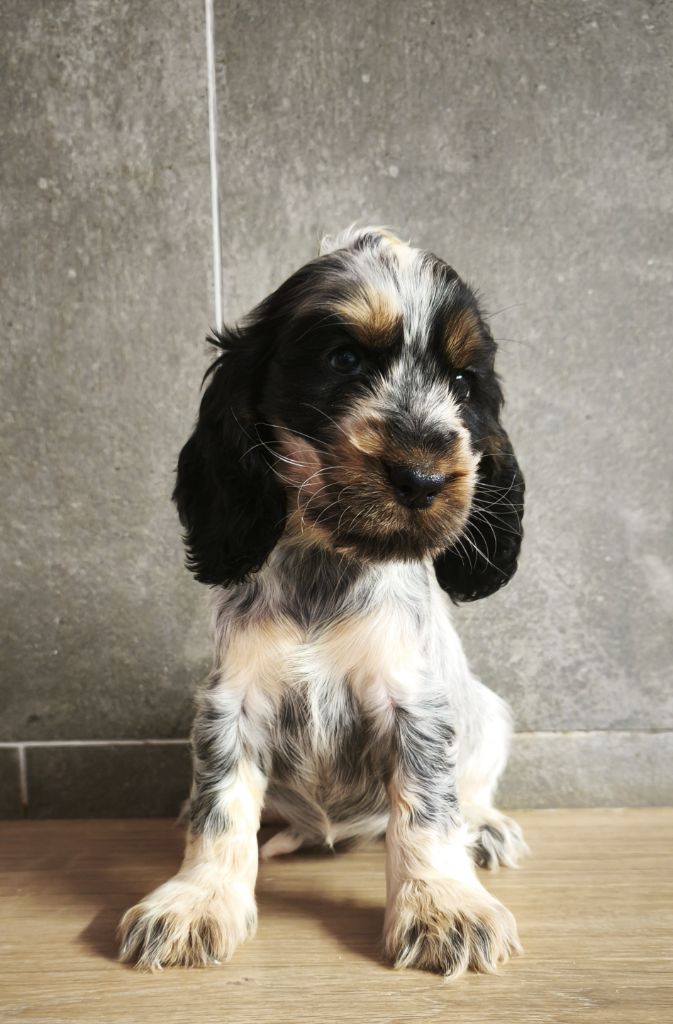 Du Royaume De Lecki - Chiots disponibles - Cocker Spaniel Anglais