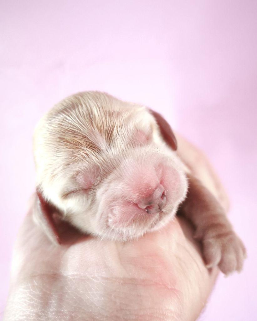 Du Royaume De Lecki - Chiots disponibles - Cocker Spaniel Anglais