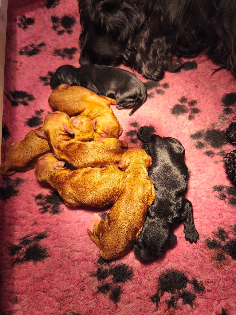 Du Royaume De Lecki - Cocker Spaniel Anglais - Portée née le 23/01/2025