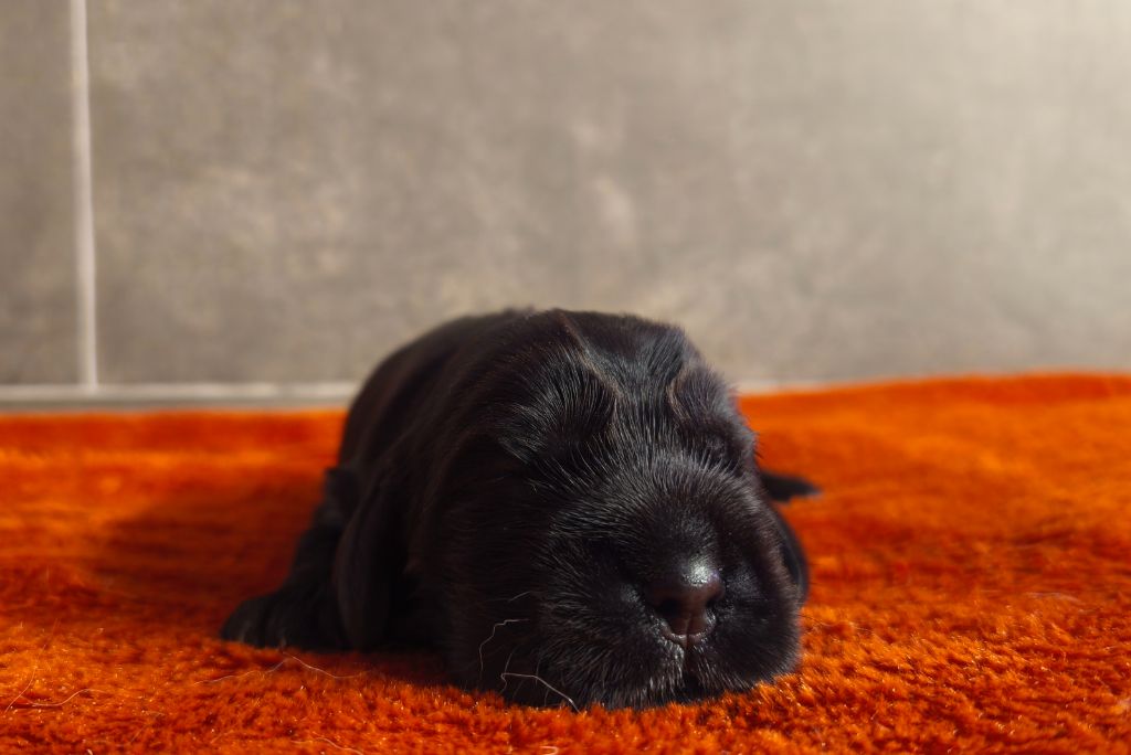 Du Royaume De Lecki - Chiots disponibles - Cocker Spaniel Anglais