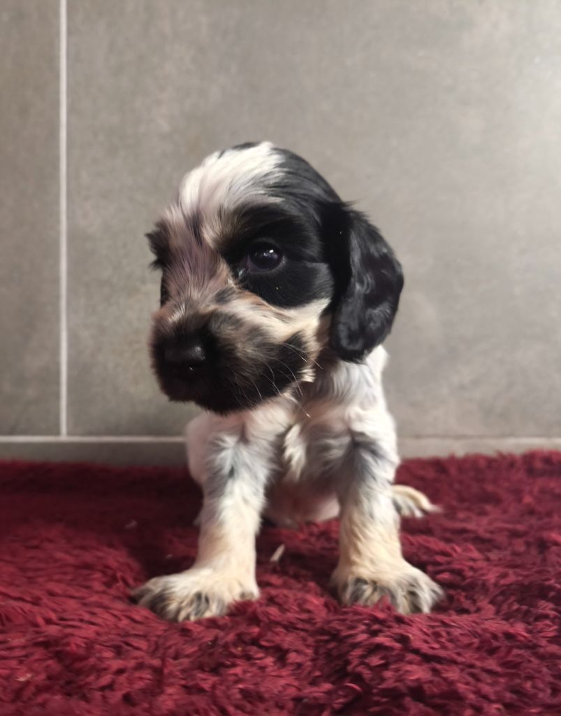Du Royaume De Lecki - Chiots disponibles - Cocker Spaniel Anglais
