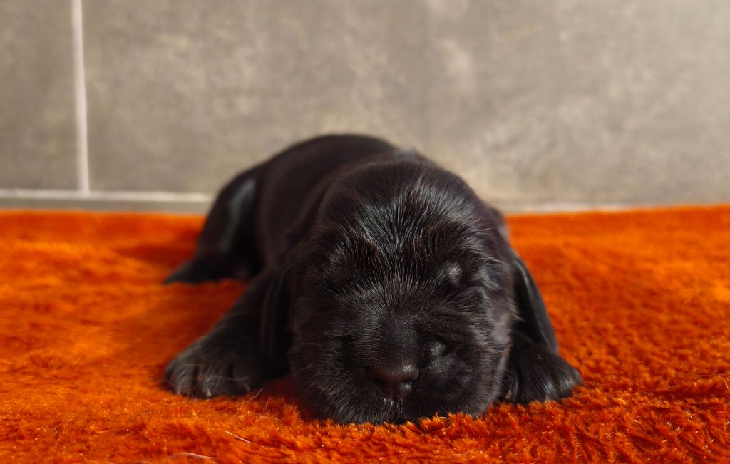 Du Royaume De Lecki - Chiots disponibles - Cocker Spaniel Anglais
