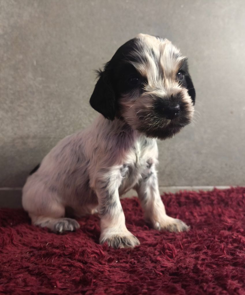 Du Royaume De Lecki - Chiots disponibles - Cocker Spaniel Anglais