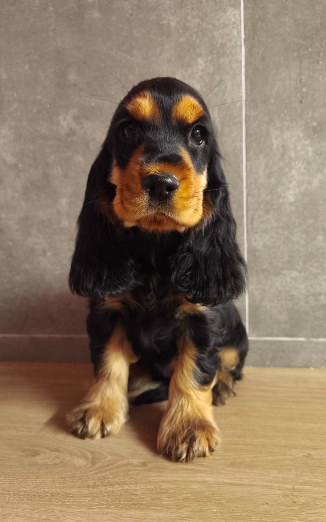 Du Royaume De Lecki - Cocker Spaniel Anglais - Portée née le 07/11/2024