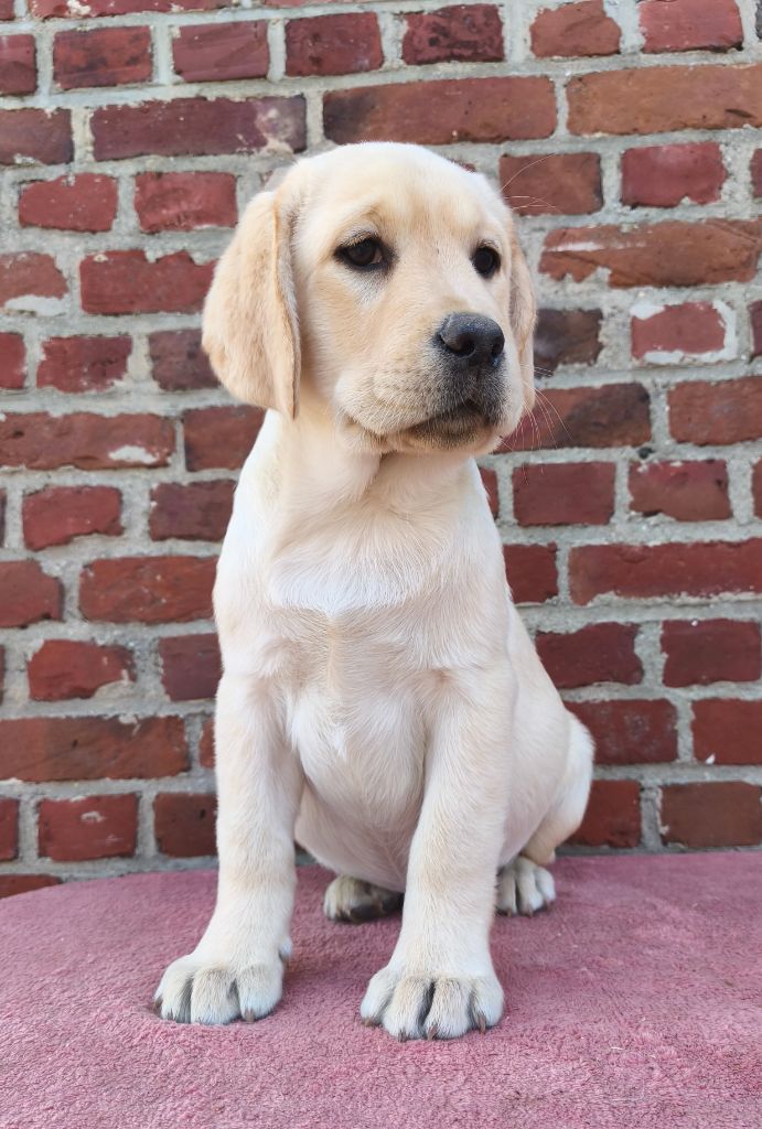 Du Royaume De Lecki - Chiots disponibles - Labrador Retriever
