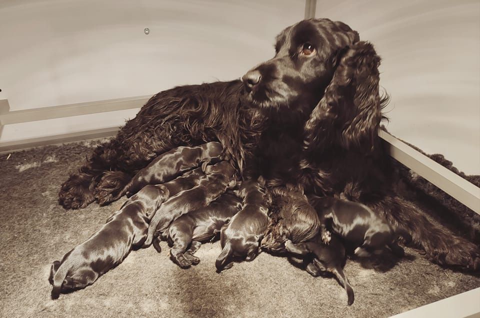 Du Royaume De Lecki - Cocker Spaniel Anglais - Portée née le 31/01/2022