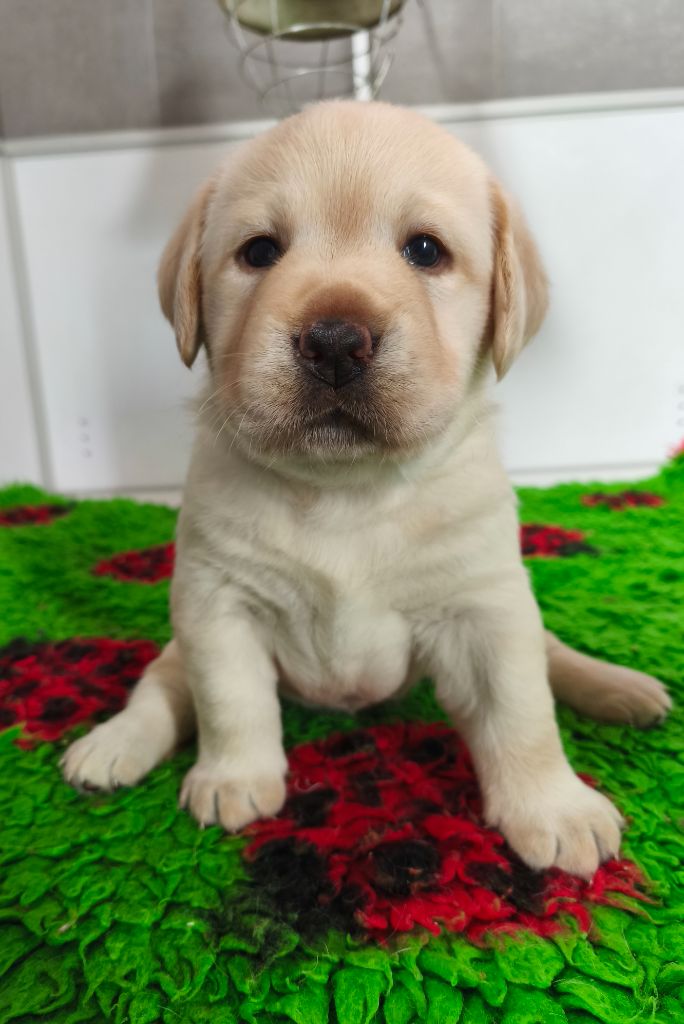 Du Royaume De Lecki - Chiots disponibles - Labrador Retriever