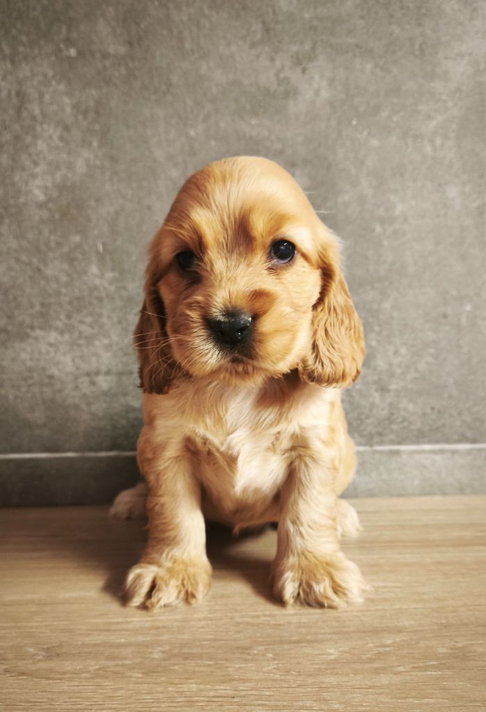 Du Royaume De Lecki - Chiots disponibles - Cocker Spaniel Anglais