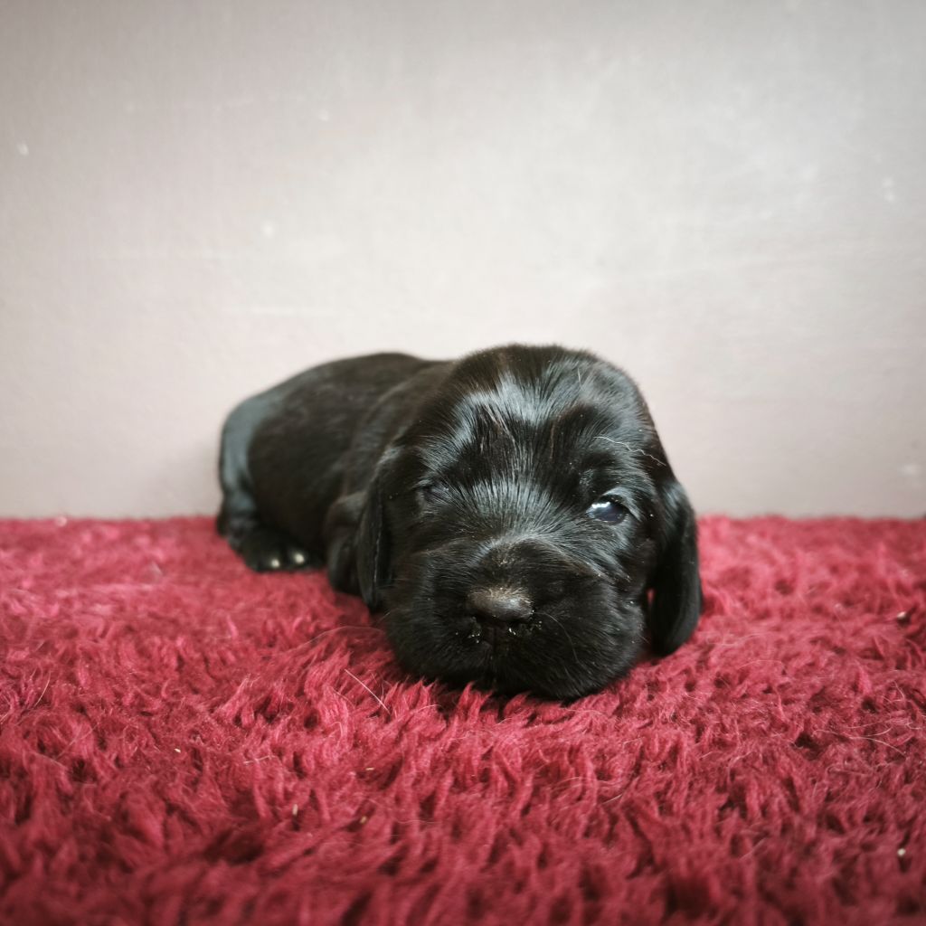 Du Royaume De Lecki - Chiots disponibles - Cocker Spaniel Anglais