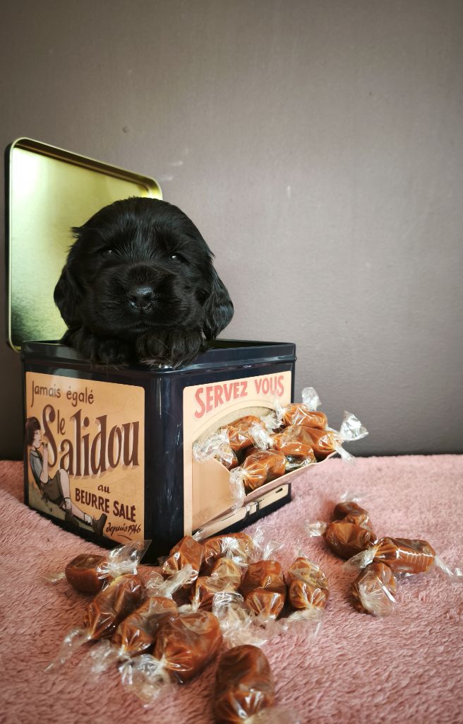 Du Royaume De Lecki - Chiots disponibles - Cocker Spaniel Anglais