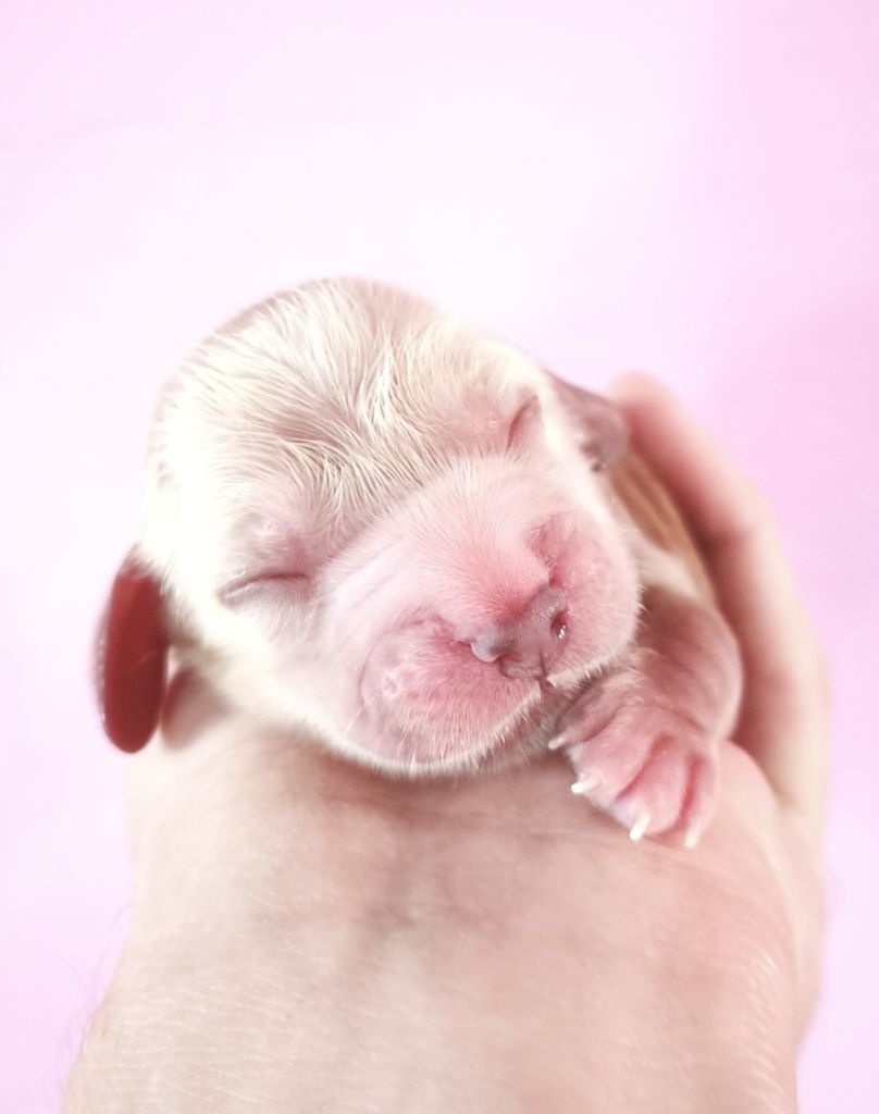Du Royaume De Lecki - Chiots disponibles - Cocker Spaniel Anglais