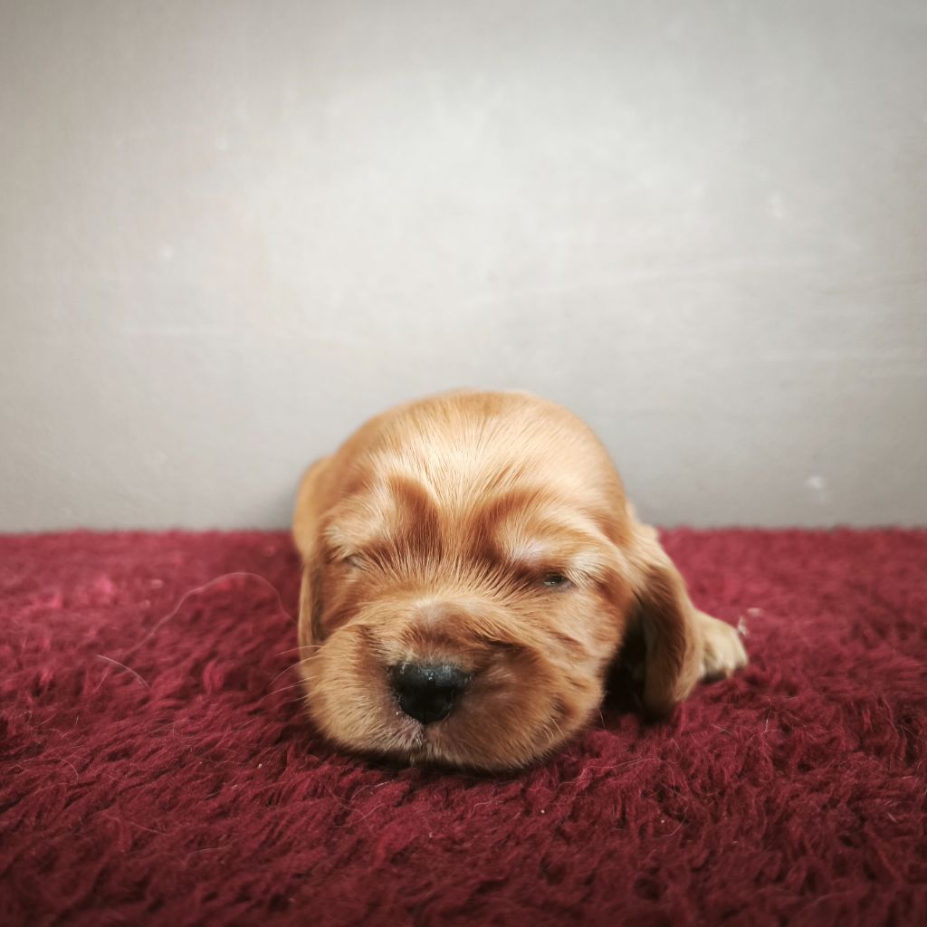 Du Royaume De Lecki - Chiots disponibles - Cocker Spaniel Anglais