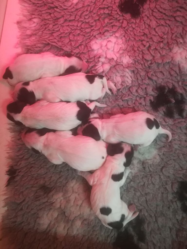Du Royaume De Lecki - Cocker Spaniel Anglais - Portée née le 07/10/2021