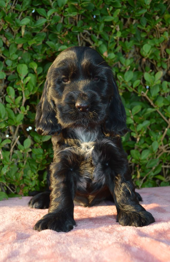 Du Royaume De Lecki - Cocker Spaniel Anglais - Portée née le 24/04/2023