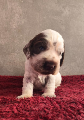 A.... du Royaume de Lecki