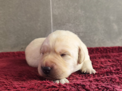 A ... Du Royaume de Lecki