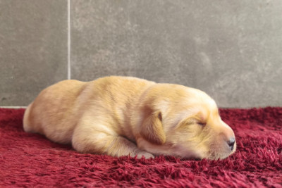 A ... Du Royaume de Lecki