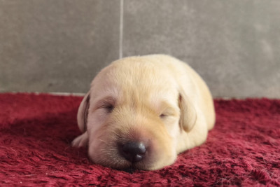 A ... Du Royaume de Lecki