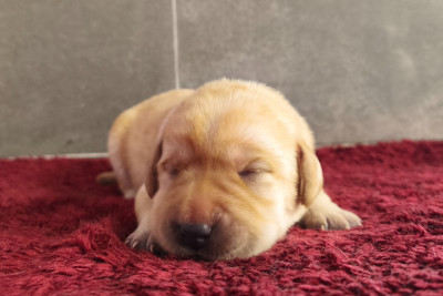 A ... Du Royaume de Lecki