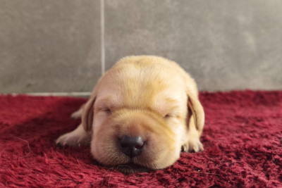 A ... Du Royaume de Lecki