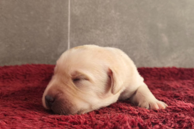 Aïko Du Royaume de Lecki