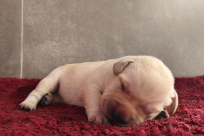 A ... Du Royaume de Lecki