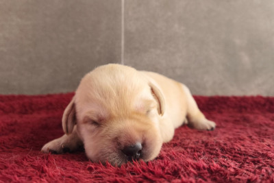 A ... Du Royaume de Lecki