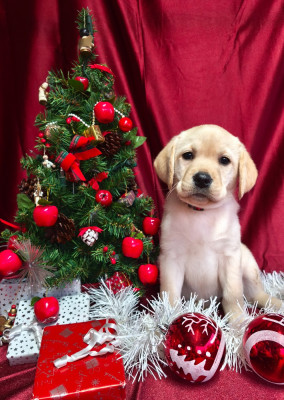 Aloe du Royaume de Lecki