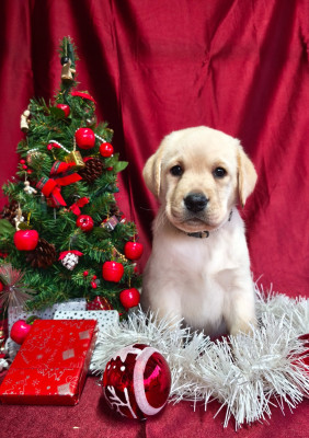 Aïko du Royaume de Lecki