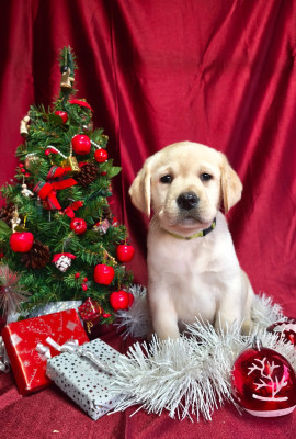 Arthus du Royaume de Lecki