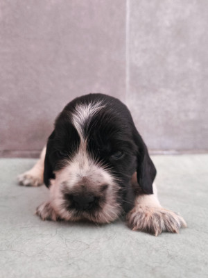 A ... du Royaume de Lecki