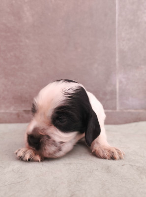 A ... du Royaume de Lecki