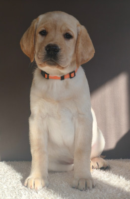 Azuria du Royaume de Lecki